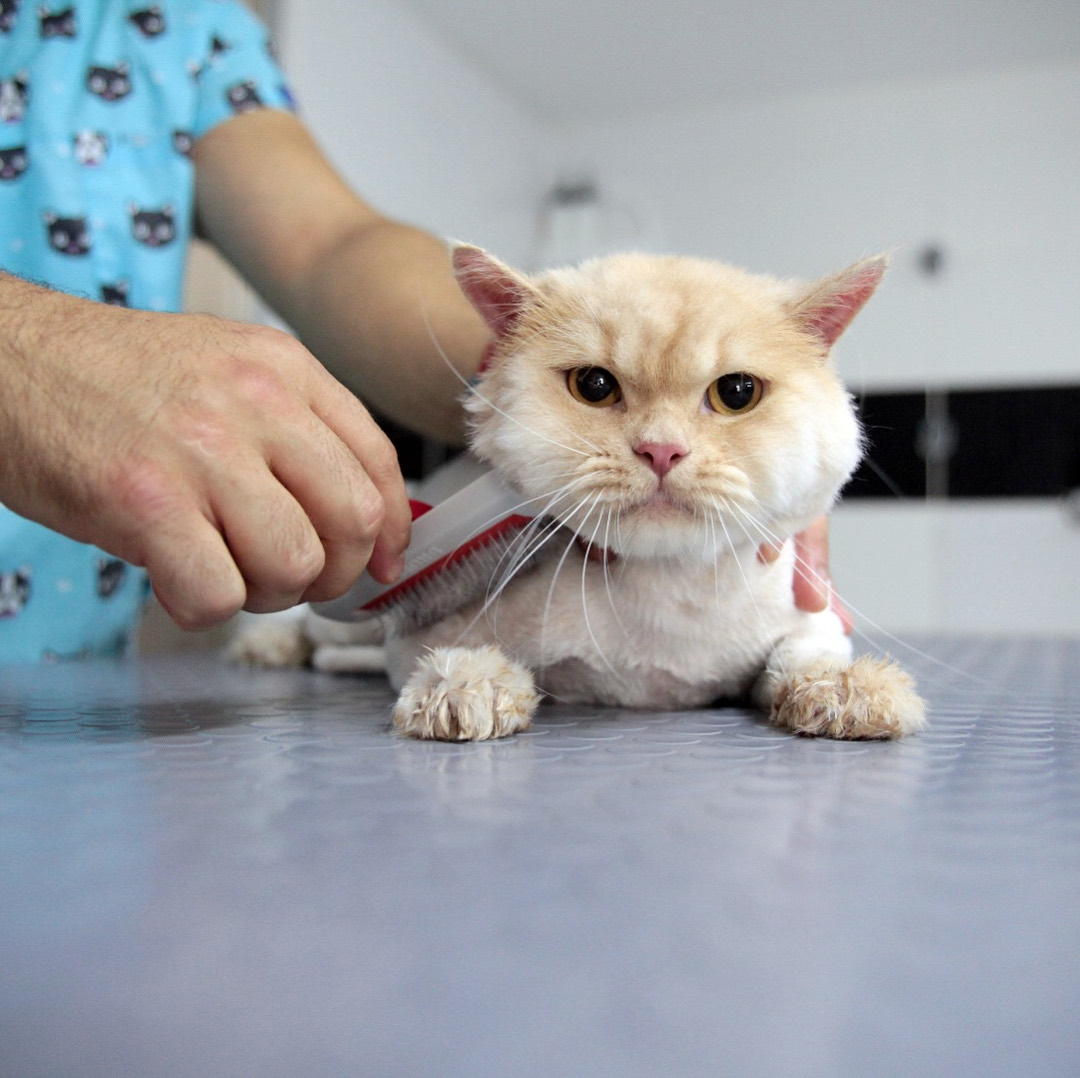 Petzz Pet Kuaför’de kedi tüy bakımı