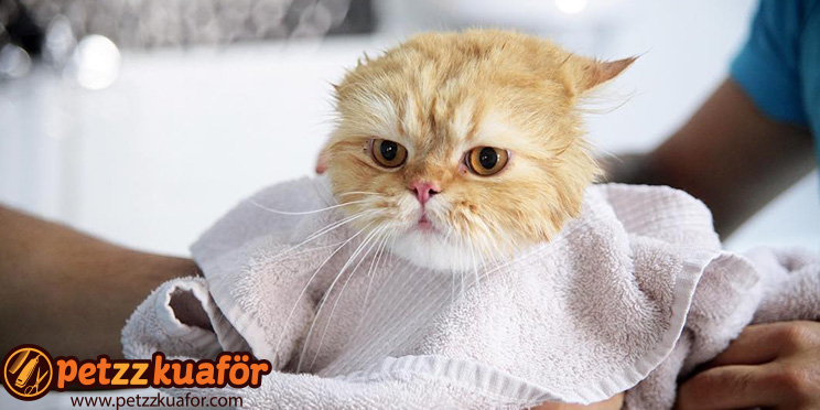 Kedi banyo ve yıkama hizmeti