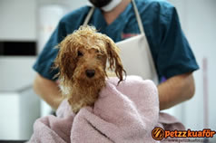 Kedi köpek bakımı