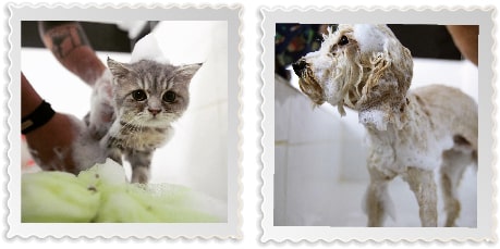 Kedi köpek banyosu