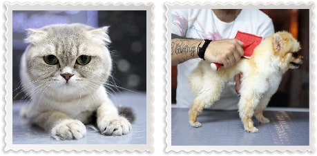 Tarama ve ölü tüy alımı — Petzz Pet Kuaför