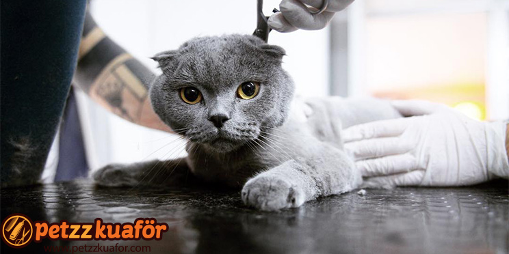 Profesyonel kedi makas tıraşı