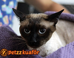 Kedi yıkama
