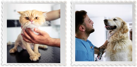 Köpek makine tıraşı