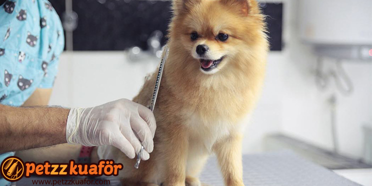 Pomeranian köpek makas tıraşı