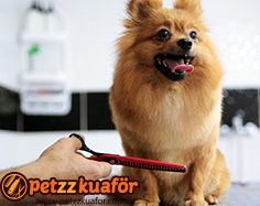 Makas ile köpek tıraşı