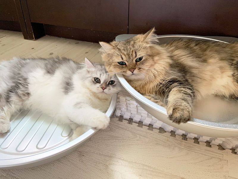 Yan yana yatan altın ve gümüş renkli iki Chinchilla kedi