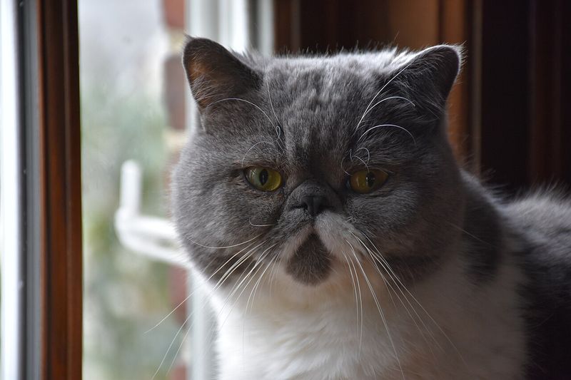 Pencere önünde oturan gri-beyaz Exotic Shorthair kedi; yassı yüz, kısa peluş tüy