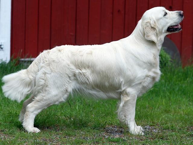 Yandan duran açık renkli Golden Retriever