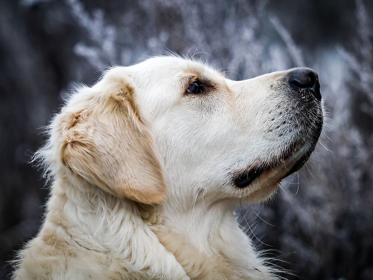 Yandan görünen açık renkli Golden Retriever; sarkık kulak ve boyun tüyleri