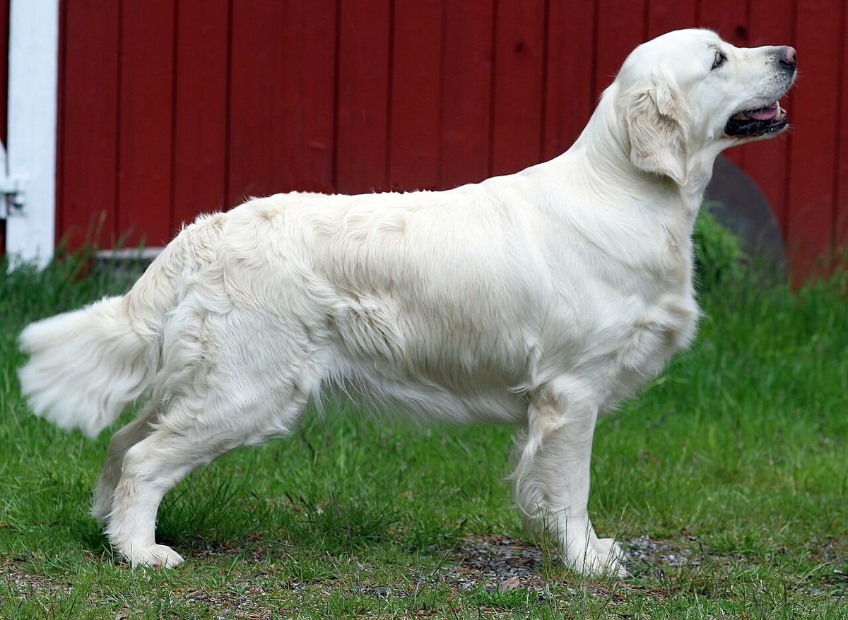 Yandan duran Golden Retriever üzerinde makasla düzeltilen saçak bölgeleri