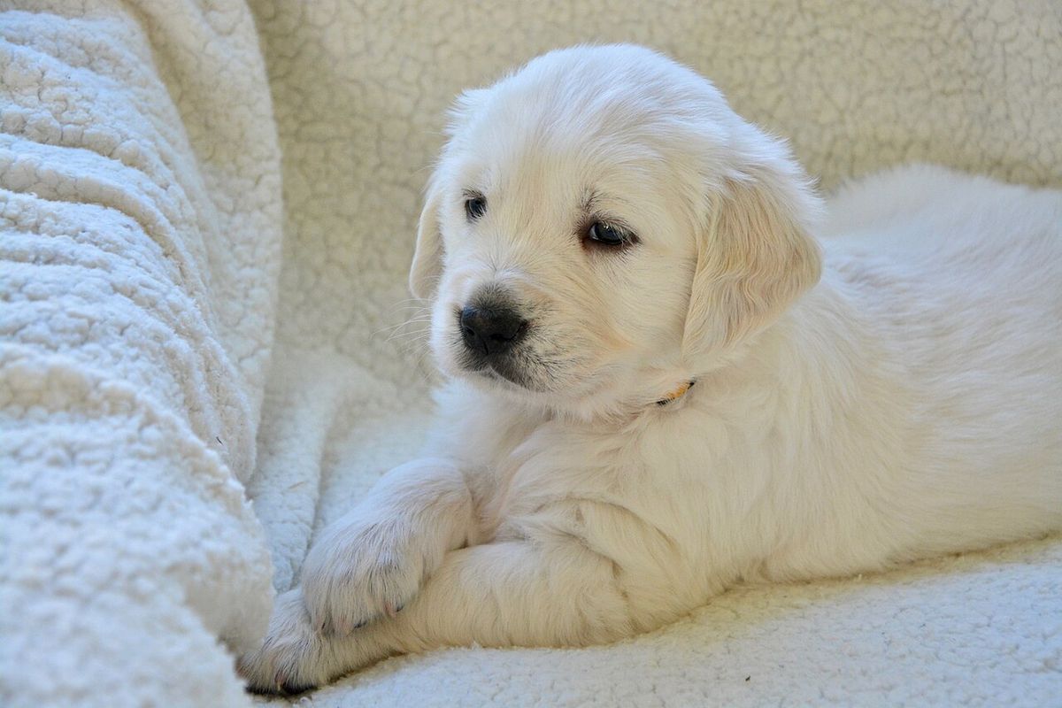 Battaniye üzerinde yatan açık renkli Golden Retriever yavrusu