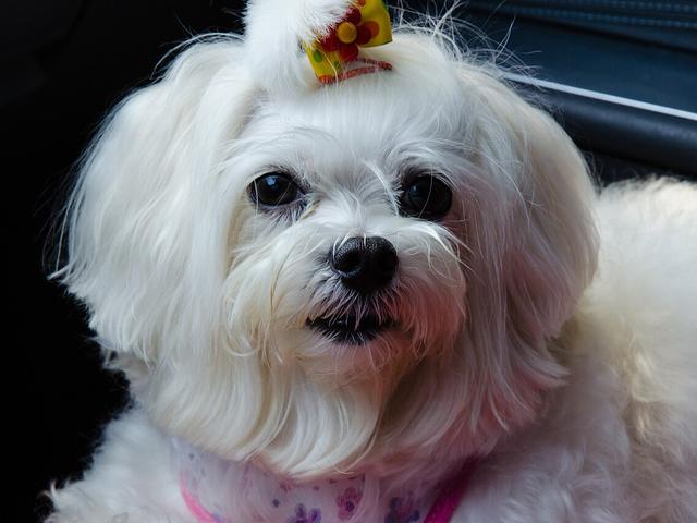 Tepesinde tokası olan beyaz Maltese Terrier