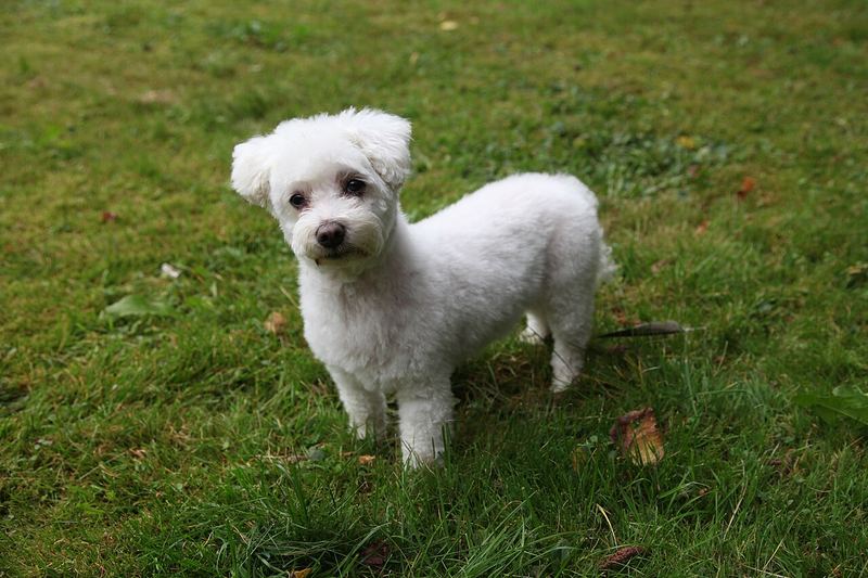 Çimde duran kısa kesimli Maltese Terrier; gövde ve bacaklar kısa, baş yuvarlak