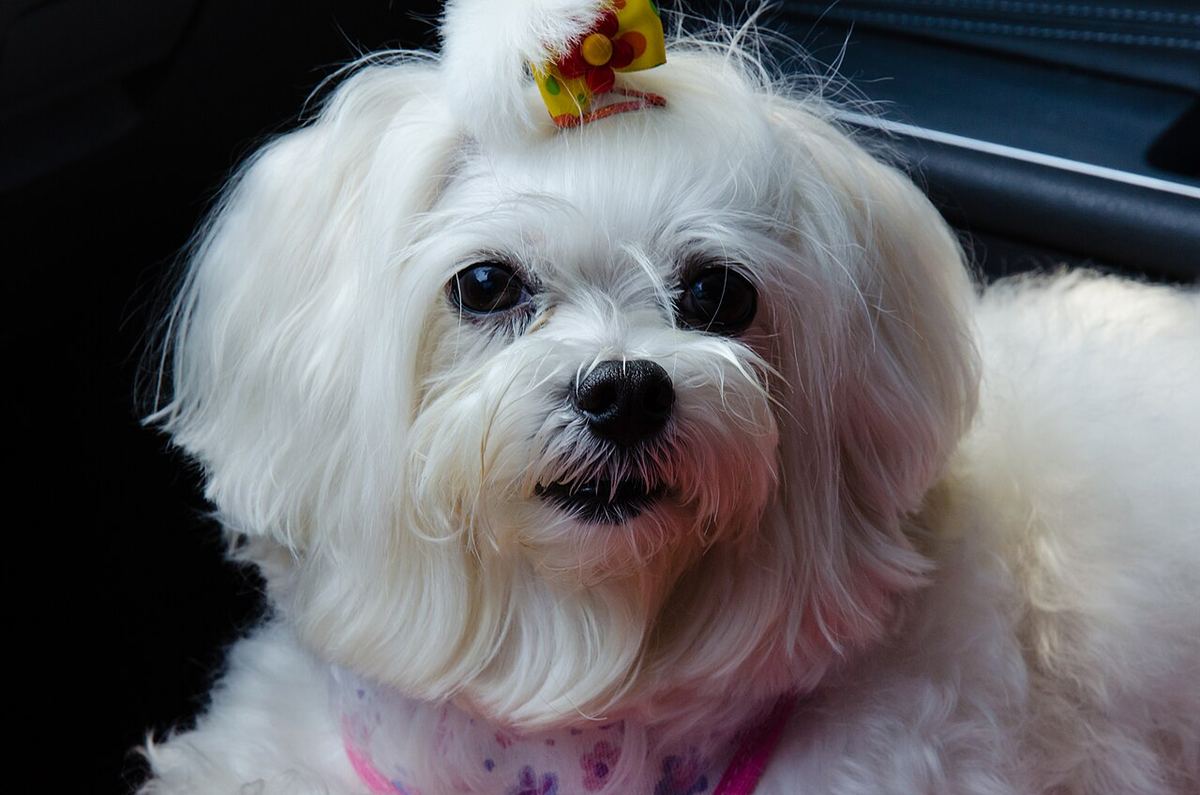 Tepesinde tokası olan beyaz Maltese Terrier; yüz çevresinde uzun ipeksi tüy