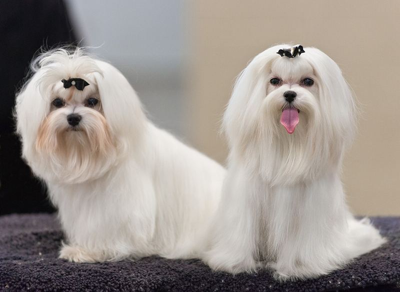 Bakım masasında yan yana duran, yere inen uzun tüylü iki Maltese Terrier
