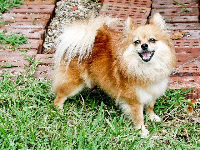 Çimde duran turuncu-beyaz Pomeranian