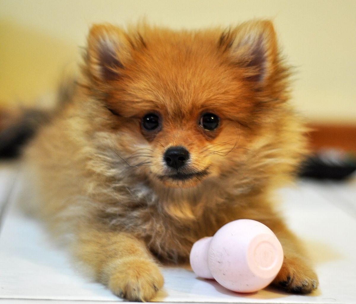 Oyuncağıyla yatan turuncu Pomeranian yavrusu