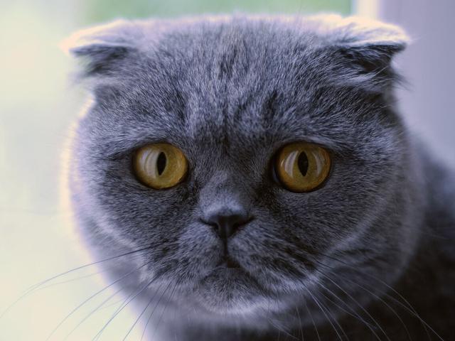 Kıvrık kulaklı gri Scottish Fold yüzü