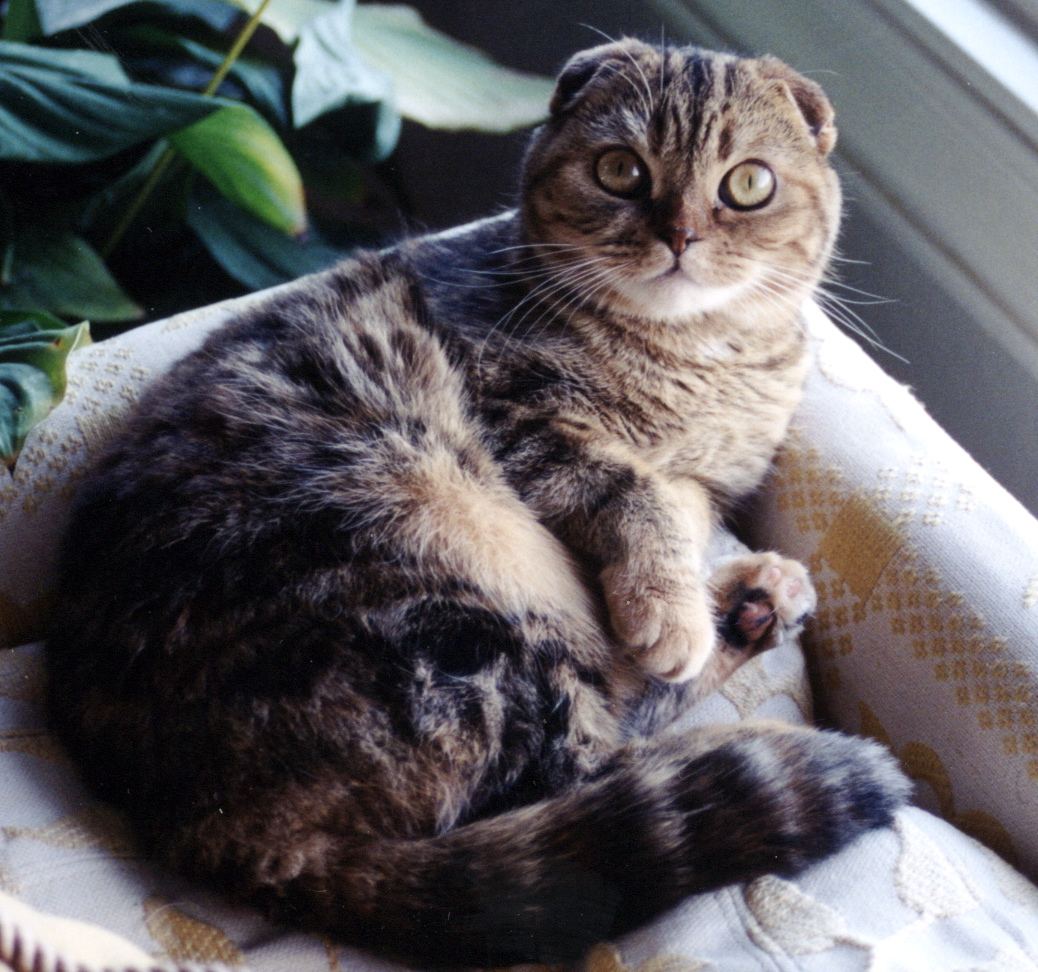 Koltukta yatan tekir desenli kısa tüylü Scottish Fold