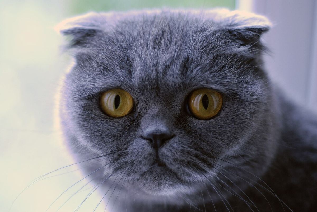 Gri Scottish Fold yüzü yakından; öne ve aşağı kıvrılmış kulaklar