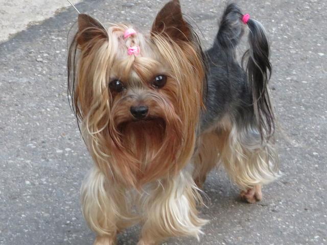 Tepesinde tokası olan uzun tüylü Yorkshire Terrier