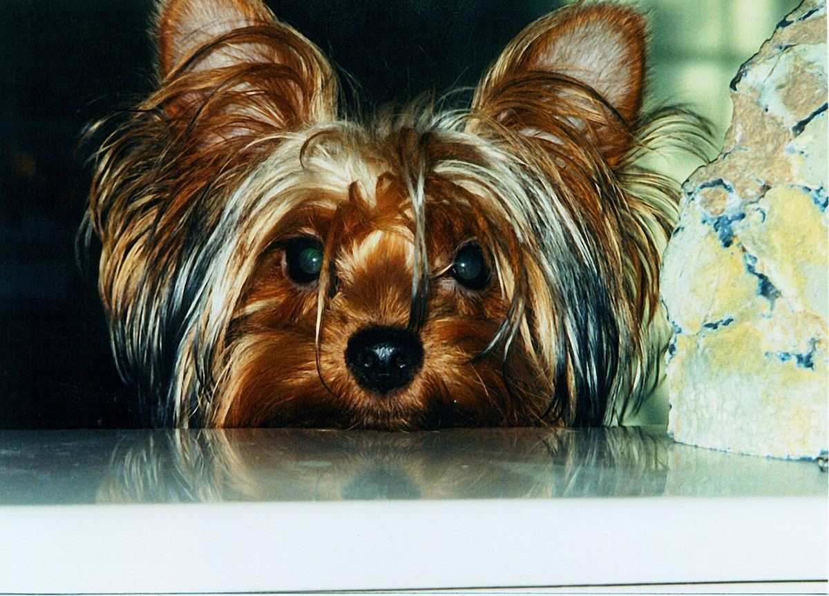 Yorkshire Terrier yüzü yakından; dik duran, üst kısmı kısa tüylü kulaklar