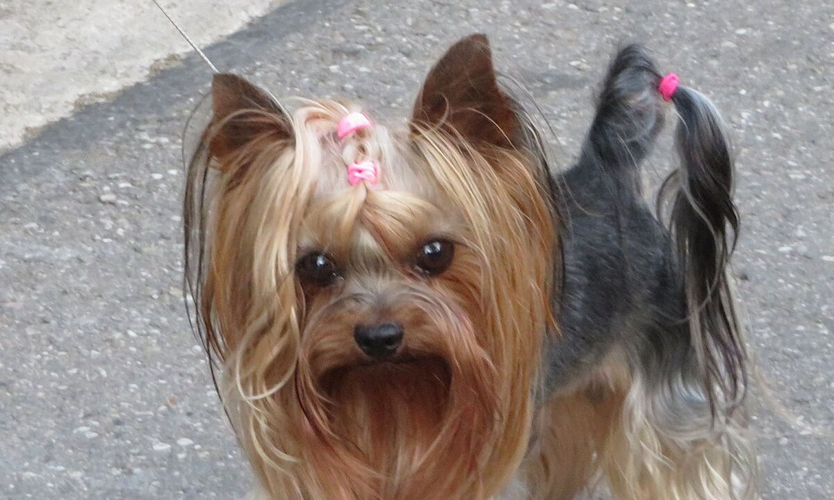Tepesinde tokası olan uzun tüylü Yorkshire Terrier; dik kulaklar ve yüz çevresinde ipeksi tüy
