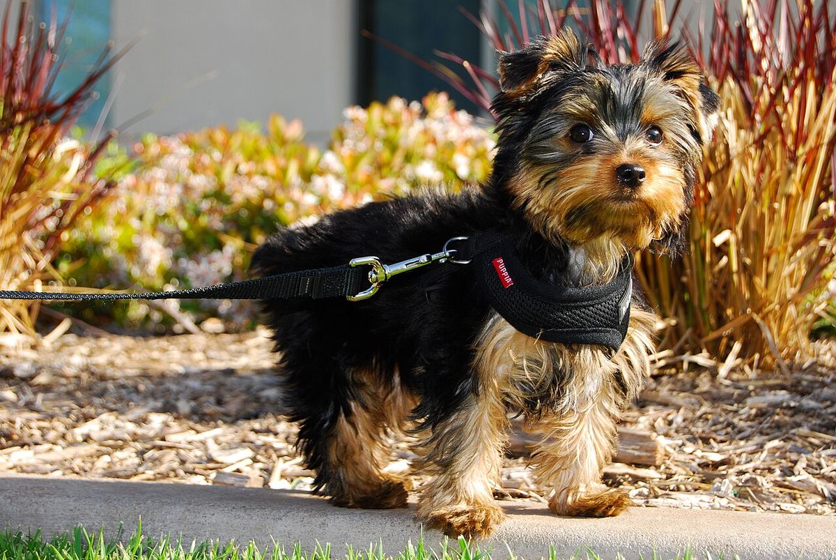 Siyah-kahve tüylü Yorkshire Terrier yavrusu göğüs askısıyla ayakta duruyor