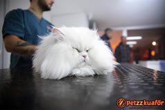 Kedi Bakımı Kuaförü