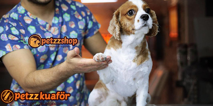 Pet Tırnak Kesimi pet tırnak kesimi