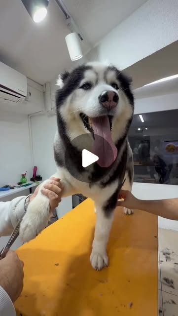 Husky cinsi bir köpek salon masasında, dili dışarıda; tıraş öncesi ve sırasında elle tutularak sakin tutuluyor