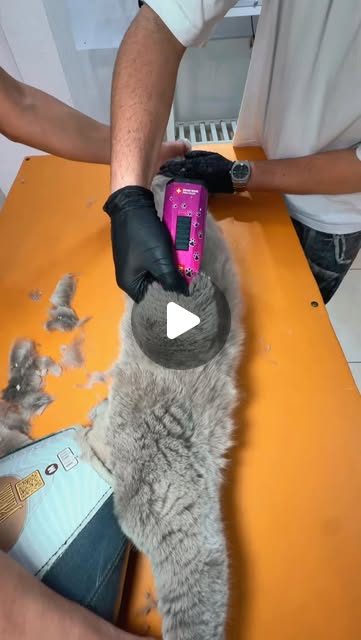 Gri bir kedinin makine tıraşı; dökülen tüyler masada
