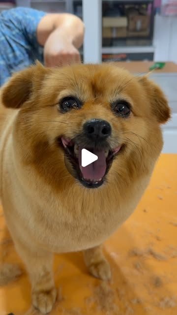 Bakım sonrası gülümseyen Pomeranian; masada tüy kırıntıları duruyor