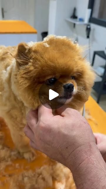 Turuncu tüylü bir Pomeranian makas tıraşı sırasında; yüzü nazikçe tutuluyor