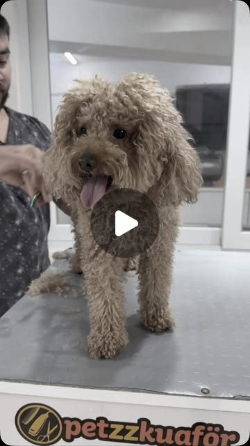 Makasla şekillendirilmiş açık kahverengi bir Poodle, Petzz salon masasında